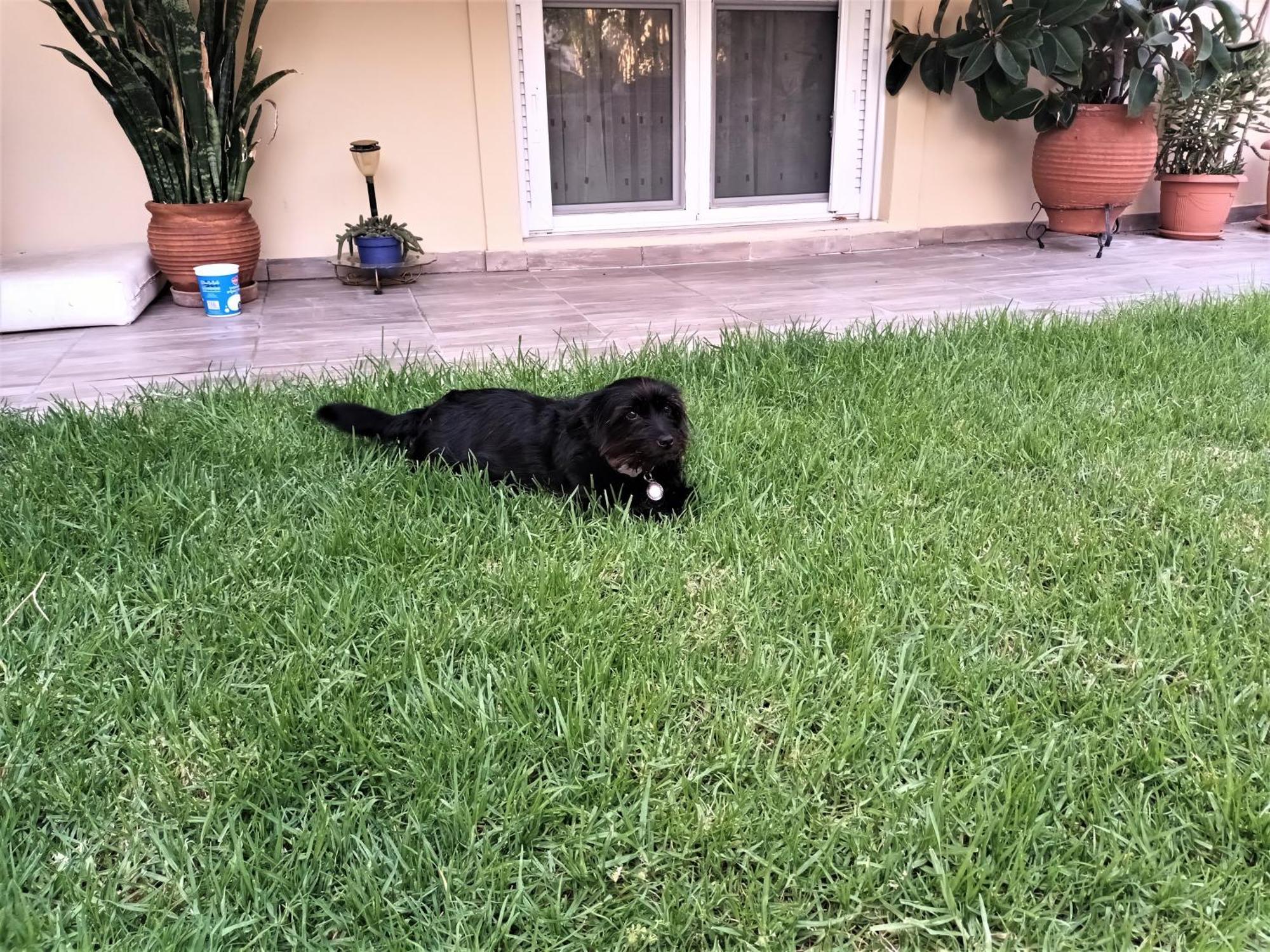 Family Yard House Appartement